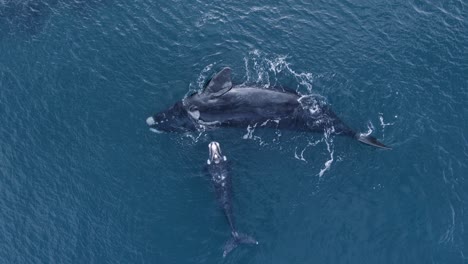Mother-and-Baby-Whales-Resting-on-the-Surface-and-Rolling---Aerial-Top-View-Zoom-Out