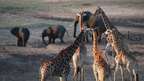 A-wide-shot-of-elephants-and-giraffes-at-a-dry-waterhole-in-the-Kruger-National-Park