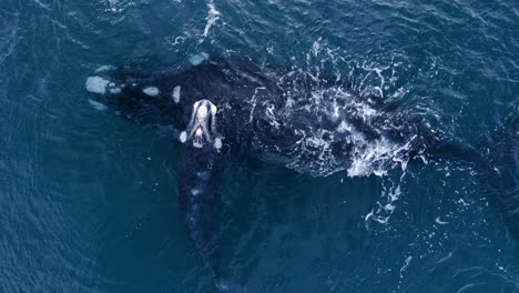 Southern-Right-Mother-Whale-Above-Surface-Of-The-Blue-Ocean-With-Her-Calf