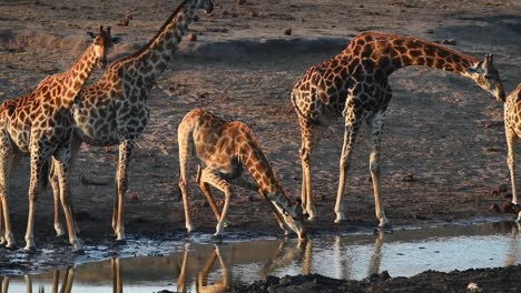 Eine-Breite-Aufnahme-Von-Fünf-Erwachsenen-Giraffen,-Die-Sich-Anstellen,-Um-Im-Goldenen-Licht-Im-Krüger-Nationalpark-Zu-Trinken