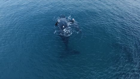 Luftaufnahme-Eines-Südlichen-Glattwals-Und-Seines-Kalbes,-Das-Im-Ruhigen-Blauen-Meer-Schwimmt