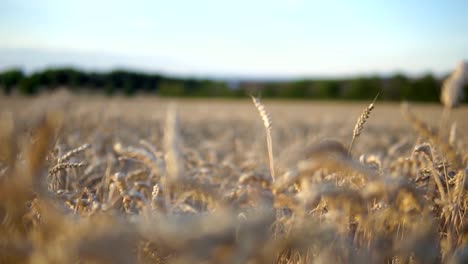 Rack-Focus-on-Golden-Cornfield-Before-Harvesting-in-Summer