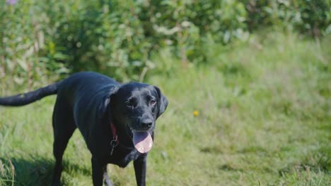 Slow-motion-shot-of-black-Labrador-Retriever-barking-in-garden