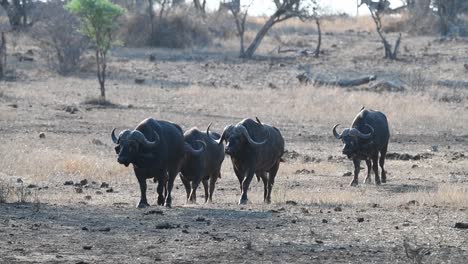 A-wide-shot-of-four-old-buffaloes-walking-towards-the-camera-in-the-Kruger-National-Park