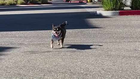 Cute-chihuahua-dog-walking-towards-camera,-in-neighborhood,-slow-motion