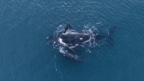 Southern-Right-Whale-Mother-And-Calf-Calmly-Floating-And-Basking-On-The-Surface-Of-Blue-Ocean-In-Patagonia,-Argentina