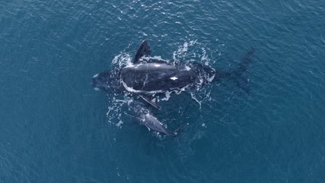 Whale-Mother-Belly-up-on-the-surface,-Baby-breath-and-goes-under-the-mother---Aerial-top-view