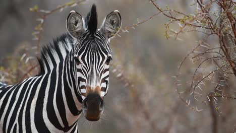 Medium-close-up-of-an-adult-Burchell's-zebra-standing-and-looking-into-the-camera-in-the-Greater-Kruger