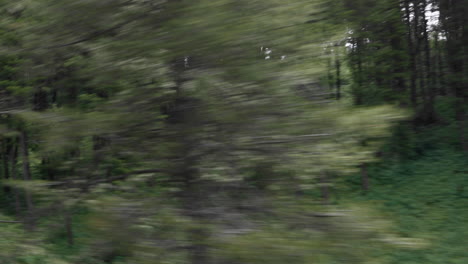 Driving-through-thick-forest,-point-of-view-from-car