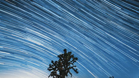 Star-trails-behind-a-Joshua-tree-with-the-glow-from-California-City-in-the-distance---astrophotography-time-lapse-zooming-in-to-the-sky