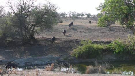 Wide-shot-of-old-buffalo-bulls-arriving-at-a-waterhole,-Kruger-National-Park