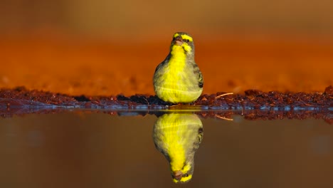 A-low-angle-full-body-shot-of-a-tiny-yellow-fronted-canary-and-its-reflection-while-drinking,-Greater-Kruger