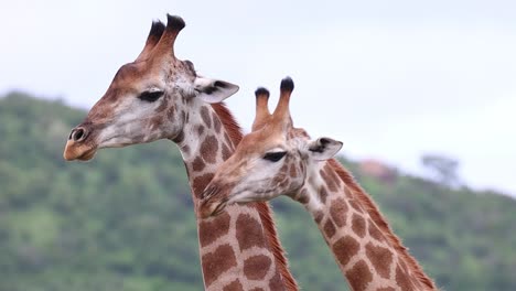 Mittlere-Nahaufnahme-Von-Zwei-Männlichen-Giraffen,-Die-Sich-Im-Krüger-Nationalpark-Sanft-Einschnüren