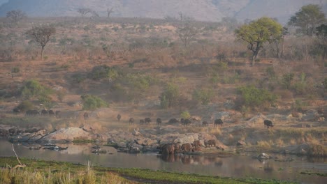 An-extreme-wide-shot-of-a-large-herd-of-buffaloes-arriving-at-a-river-to-drink-in-Kruger-National-Park