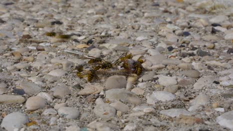 Herd-of-hungry-wasps-eating-dead-fish-skeleton-on-pebbles-on-a-summer-hot-day