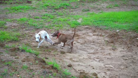 Hundekampf-Im-Gras-Beißende-Beine-In-Zeitlupe