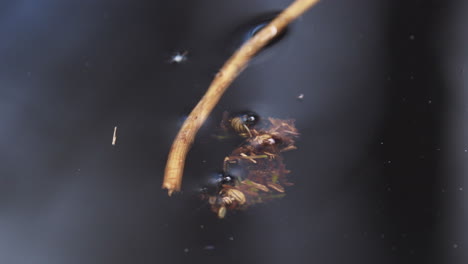 Caddisfly,-Larvas-De-Tricópteros-Tratando-De-Agarrar-Un-Palo-Mientras-Nadan-Bajo-El-Agua