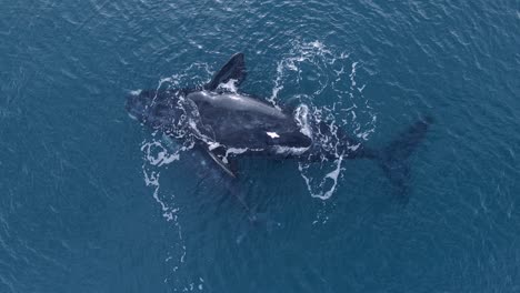 Southern-Right-Whale-Mother-With-Calf-Alongside-Floating-And-Resting-On-The-Surface-Of-Blue-Sea