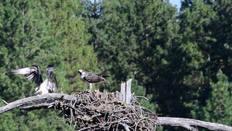 Young-osprey-flies-to-nest