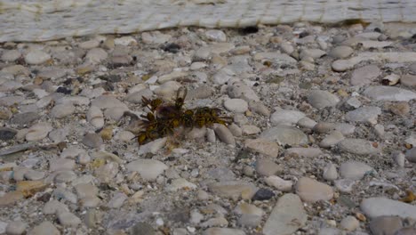 Wasps-eating-fish-on-pebbles-floor-letting-only-the-skeleton,-herd-of-hornets