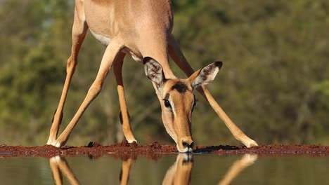 A-frontal-medium-close-up-of-a-female-impala-drinking-before-walking-out-the-frame,-Greater-Kruger