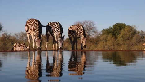 A-wide-shot-of-Burchell's-zebra---impala-drinking-at-waterhole-before-getting-a-fright-and-running-off,-Greater-Kruger