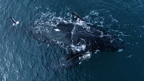Whale-relaxing-up-side-down-on-the-surface-next-to-her-Baby---Aerial-top-view-close-shot
