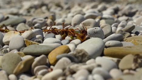 Big-wasp-eating-rotten-grapes-left-in-pebbles-beach-and-leaving-from-the-attack-of-others