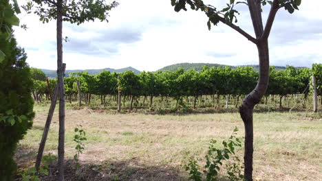 green-vineyard-in-Sieci-town,-Tuscany,-Italian-countryside,-on-calm-day