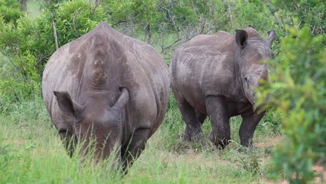 A-close-full-body-shot-of-two-white-rhinos-feeding-on-the-lush,-green-grass-in-the-wild-of-Kruger-National-Park