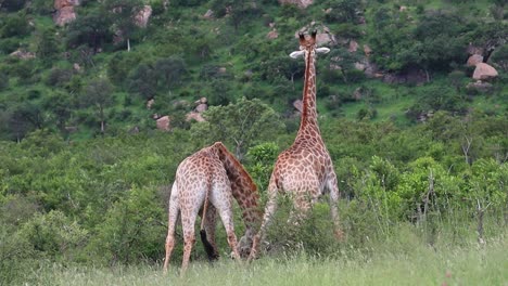 Full-body-back-view-of-two-male-giraffes-necking,-Kruger-National-Park