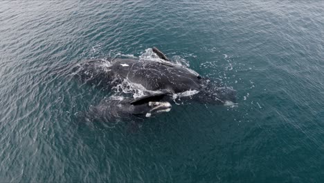 Southern-Right-Whale-Mother-Protecting-Baby-Calf,-AERIAL