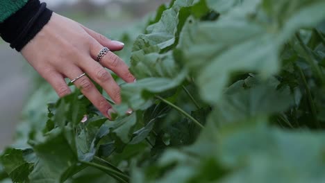 Slow-motion-shot-of-a-female-hand-gently-touching-over-lush-green-field-plants-outdoors-in-a-farmers-crop