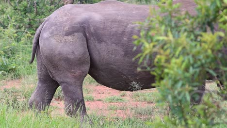 Mittlere-Nahaufnahme-Eines-Weißen-Nashornbullen,-Der-Langsam-Durch-Die-Wildnis-Afrikas-Geht