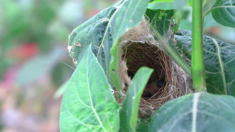 Hungry-little-nestlings-open-their-mouth-in-the-nest