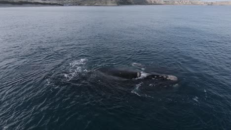 AERIAL-REVEAL,-Mother-and-Calf-Whale-in-the-surface-revealing-the-shore