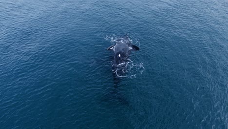 Southern-Right-Mother-Whale-And-Calf-Swimming-On-The-Surface-During-Daytime