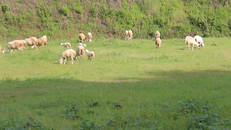 farm-goats-in-fresh-pastures
