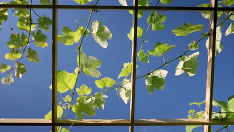 Green-foliage-of-grape-vines-growing-on-a-wooden-trellis-swaying-in-the-wind-against-a-blue-sky