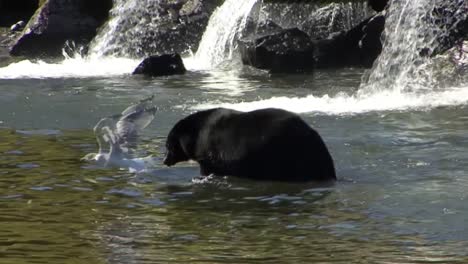 Schwarzbären-Fischen-Im-Fluss-Nach-Lachsen