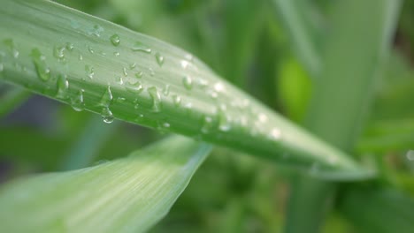 Shot-of-raindrops-on-a-green-palm-leaf-on-a-blurred-background