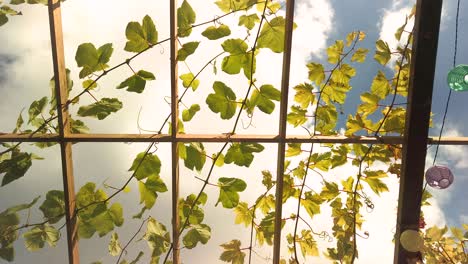 Green-foliage-of-grape-vines-growing-on-a-wooden-trellis-sways-in-the-wind-against-a-blue-sky-with-slowly-moving-white-clouds