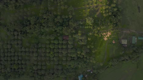 Blick-Von-Oben-Auf-üppige-Mangobäume-Und-Traditionelle-Landhäuser-In-Einem-Ruhigen-Dorf-Auf-Den-Philippinen---Drohnenaufnahme-Aus-Der-Luft