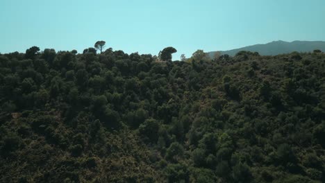 Aerial-reveal-of-forest-near-Marbella,-Spain
