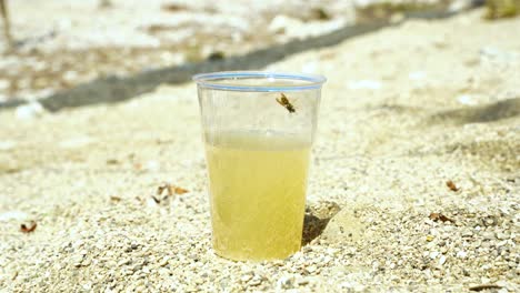 Wasp-in-black-yellow-stripes-lured-by-fresh-juice-inside-glass-standing-on-sandy-beach-on-a-hot-summer-day