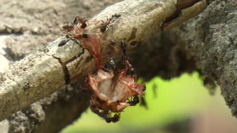 Ants-eating-some-meet-UHD-MP4-4k-