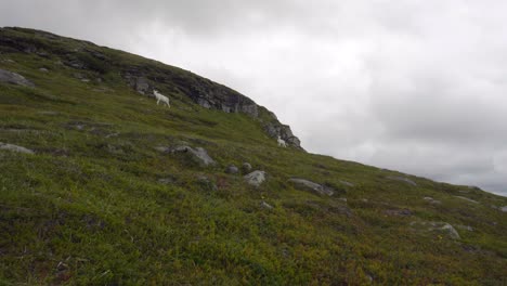 Weißes-Rentier,-Das-Einen-Hügel-In-Arktischer-Landschaft-Erklimmt,-Lang