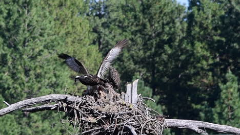 Female-osprey-brings-fish-to-young-osprey-in-a-nest
