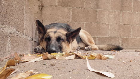 Stray-dog-German-shepherd-sleeping-in-a-backyard
