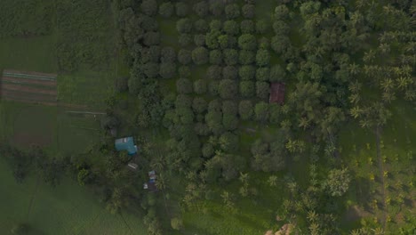 Malerische-Grüne-Landschaft-Mit-Modernem-Haus,-Umgeben-Von-Mangoplantagen-An-Einem-Schönen-Ruhigen-Tag-Auf-Den-Philippinen